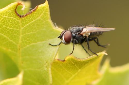Acemya acuticornis